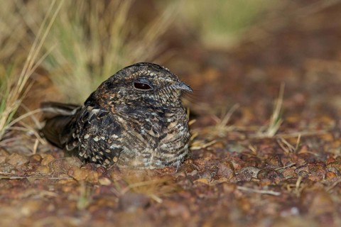 White-tailed Nightjar (Hydropsalis cayennensis) perched on the ground in the grasslands of Guyana