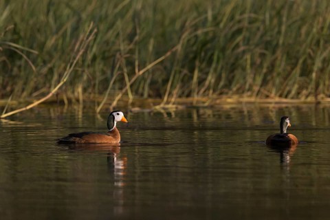 African Pygmy Goose (Nettapus auritus) pair, Lake, Awasa, Ethiopia