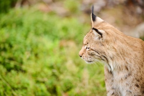 Eurasian lynx (Lynx lynx) in the forest, portrait, Bavaria, Germany