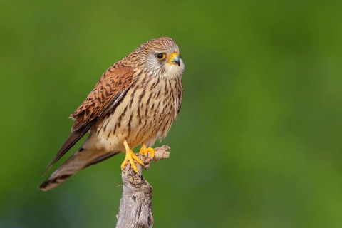 Kestrel, (Falco tinnunculus), falcon family, falcons, perching, foraging, Hides de El Taray Lesser
