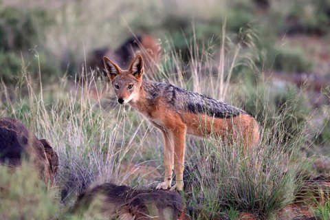 Black-backed jackal (Lupulella mesomelas), adult, alert, foraging, Mokala National Park, Northern