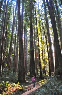 Man walking through a redwood forest, coast redwood (Sequoia sempervirens), in bright sunlight,