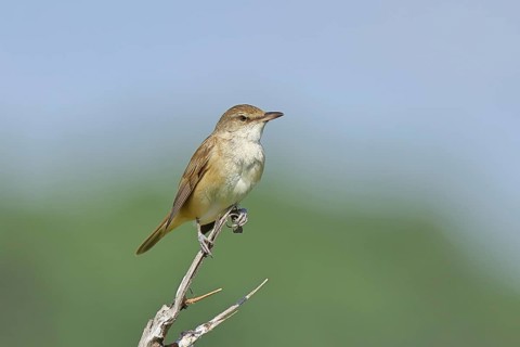 Great Reed Warbler (Acrocephalus arundinaceus), perched on a twig, singing station, natural