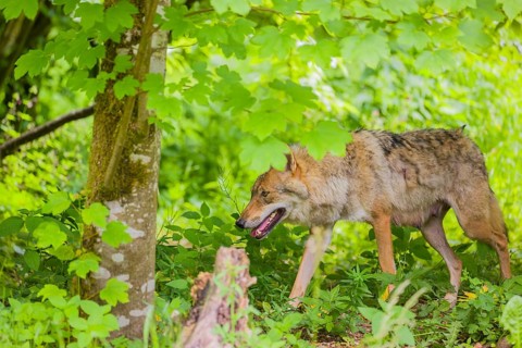 A female Eurasian grey wolf (Canis lupus lupus) runs through the dense green undergrowth at the