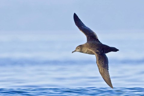 Sooty Shearwater (Ardenna grisea) flying, British Columbia, Canada