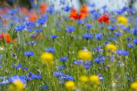 Cornflowers (Centaurea cyanus) and poppies (Papaver) blooming at the edge of a faded rape field