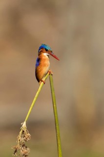 Kobalt Ijsvogel, half-collared kingfisher, alcedo semitorquata