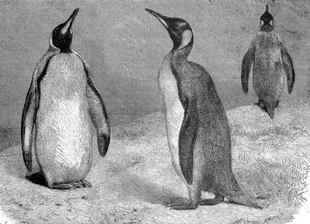 King Penguins (Aptenodytes patagonicus), 1868, Historic, digitally restored reproduction of an