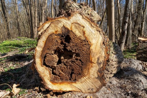 Cut surface of a tree trunk with hollow, forest near Klink, Müritz, Mecklenburg Lake District,