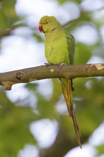 Collared Parakeet, Small Alexander Parakeet, (Psittacula krameri), Old World Parrot family,