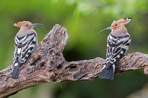 Eurasian Hoopoe (Upupa epops) pair, Tuscany, Italy