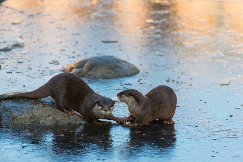Two oriental small-clawed otter or Asian small-clawed otter (Aonyx cinerea), play with each other
