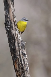 Eastern Yellow Robin (Eopsaltria australis), Victoria, Australia