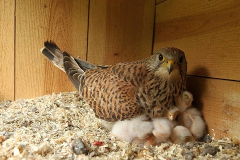 Common Kestrel (Falco tinnunculus) female and chicks in nest box, Lower Saxony, Germany