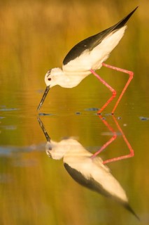 Black-winged Stilt (Himantopus himantopus) foraging, Camargue, France