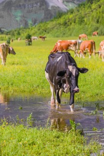 Holstein Friesian cattle stand on a green meadow at a puddle and drink. A reflection of the cows