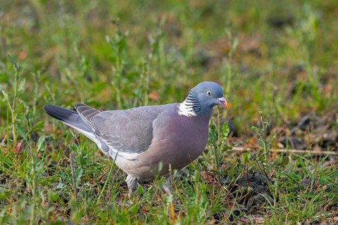Common wood pigeon (Columba palumbus) foraging on the ground in field, meadow in spring