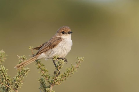 Marico Flycatcher (Melaenornis mariquensis), Northern Cape, South Africa