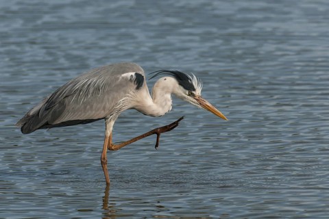 Grey Heron (Ardea cinerea), Kruger National Park, South Africa