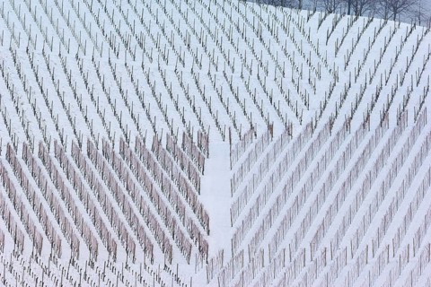 Snow-covered vineyards with rows of bare vines form a geometric pattern, Black Forest,