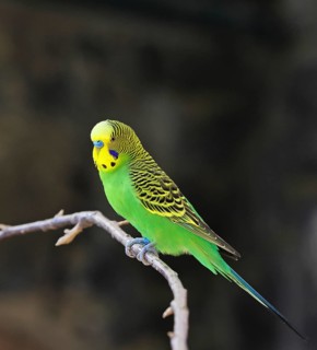 Budgerigar (Melopsittacus undulatus), adult, natural colours, on a branch, captive, occurrence in