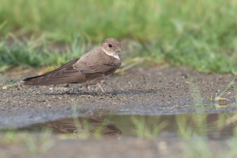 Eurasian Crag Martin (Ptyonoprogne rupestris) on ground, Aosta Valley, Italy