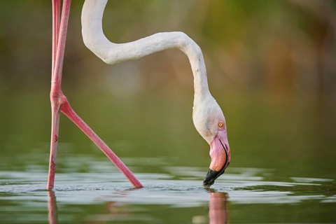 Greater Flamingo (Phoenicopterus roseus) walking in the water, portrait, Parc Naturel Regional de