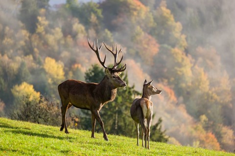 A red deer stag (Cervus elaphus) runs across a meadow. A forest with autumn leaves can be seen in
