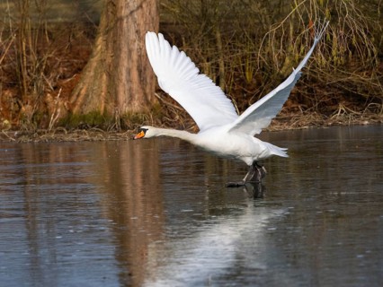 Mute Swan (Cygnus olor), male bird, taking off, nearly in flight across a frozen lake, Hesse,