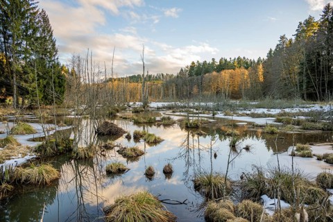 Winterladscape of a swamp with ice, Lengenbach, Deining, Upper Palatinate, Bavaria, Germany