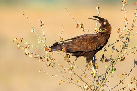 Crested eagle, (Lophaetus occipital), perching bird, bird of prey, hawk-like family, eagle,