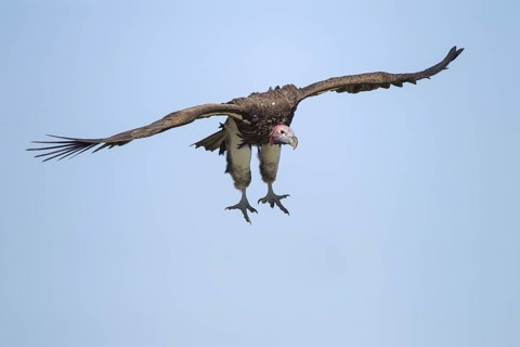 Lappet-faced Vulture (Torgos tracheliotos) flying, Masai Mara, Kenya