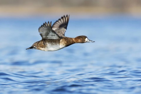 Lesser Scaup (Aythya affinis) female flying, British Columbia, Canada