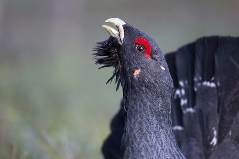 Western Capercaillie (Tetrao urogallus) male, Nizhegorodskaya, Russia