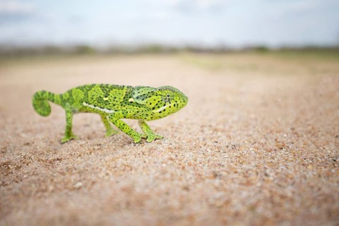 Flap-necked Chameleon (Chamaeleo dilepis) walking on sand, Sabi Sands, South Africa