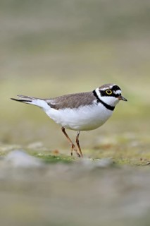 Little Ringed Plover (Charadrius dubius), standing in silt, Aue nature reserve, Reussegg, Sins,