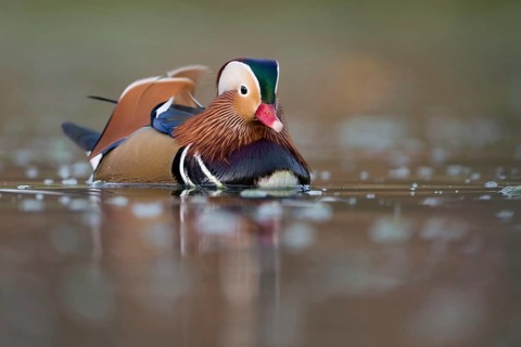 Mandarin Duck (Aix galericulata) male, North Rhine-Westphalia, Germany