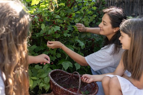 A woman and two girls picking redcurrants or currants, Ribes Rubum, Upper Bavaria, Bavaria, Germany