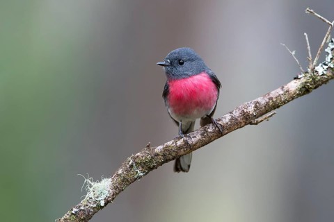 Rose Robin (Petroica rosea) male perched on a branch, Victoria, Australia
