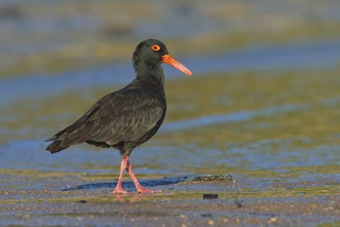Sooty Oystercatcher (Haematopus fuliginosus), Queensland, Australia