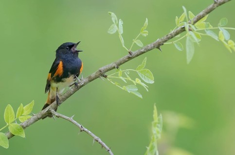 American Redstart (Setophaga ruticilla) male singing, Minnesota, USA