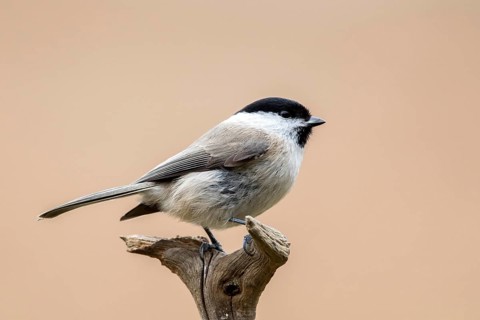 Marsh Tit (Poecile palustris) perched on a branch, Bialowieca National Park, Poland