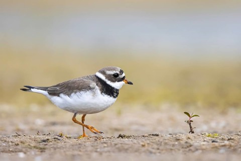 Common Ringed Plover (Charadrius hiaticula) foraging, North Rhine-Westphalia, Germany