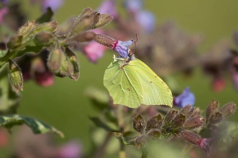 Brimstone butterfly (Gonepteryx rhamni) adult male insect feeding on a flower in spring, England,