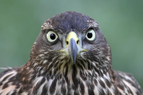 Northern Goshawk (Accipiter gentilis) female, Baden-Wuerttemberg, Germany