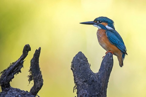 Common Kingfisher (Alcedo atthis) male, Saxony-Anhalt, Germany