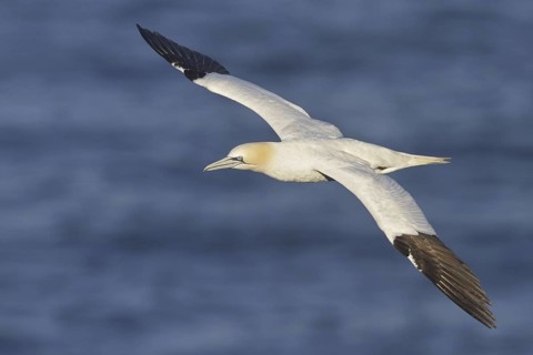 Northern Gannet (Morus bassanus) flying, Newfoundland, Canada