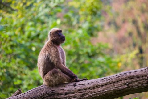 Portrait of an adult male Gelada (Theropithecus gelada), or bleeding-heart monkey, resting on a log