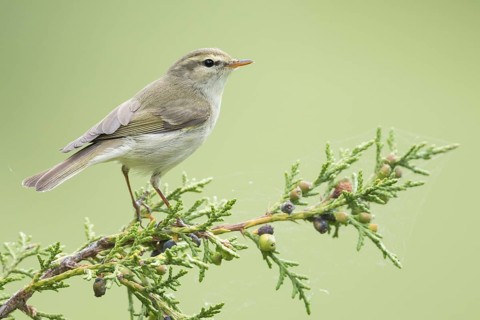 (Western) Greenish Warbler - Grünlaubsänger - Phylloscopus trochiloides ssp. viridianus, Kyrgyzstan