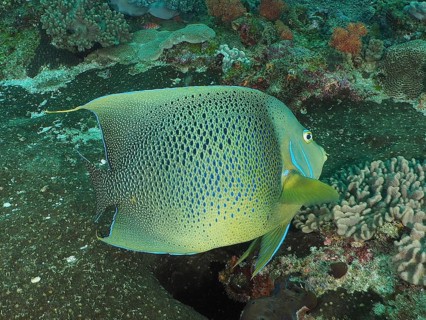 Koran angelfish (Pomacanthus semicirculatus)